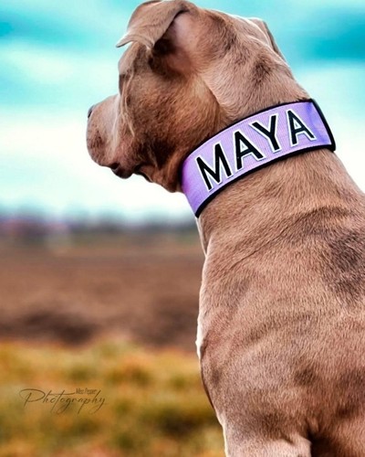 Hundehalsband mit namen 4cm - namen,